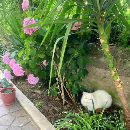 With Garden & Balcony דירה בראט
